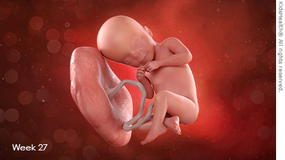 fetus at 27 weeks pregnant