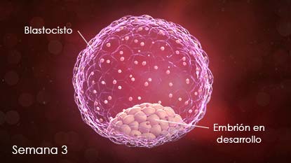 PregCal-Week03-esSS