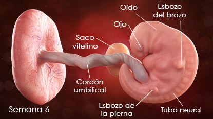 Calendario de embarazo semana 06-esSS
