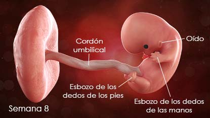 Calendario de embarazo semana 08-esSS