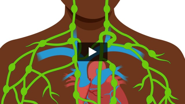 How the Lymphatic System Works