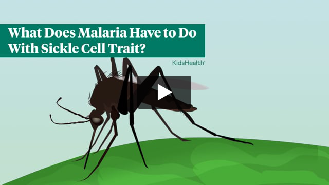 What Does Malaria Have to Do With Sickle Cell Trait?