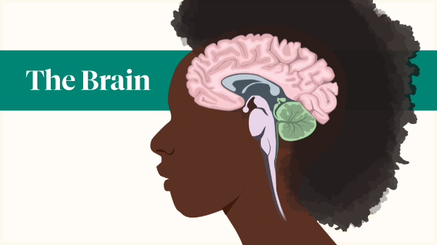 The brain is like a computer that controls the body's functions, and the nervous system is like a network that relays messages to parts of the body.  Click through this slideshow to learn more about the brain and nervous system.