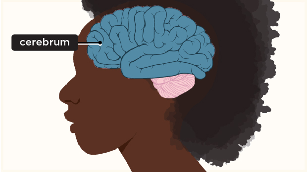 The largest part of the brain, the cerebrum has two hemispheres (or halves). The cerebrum controls movement, speech, intelligence, emotion, and what we see and hear.