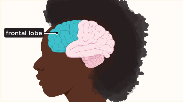 The frontal lobe, located behind the forehead, does much of the work of complex thinking, like planning, imagining, making decisions, and reasoning.