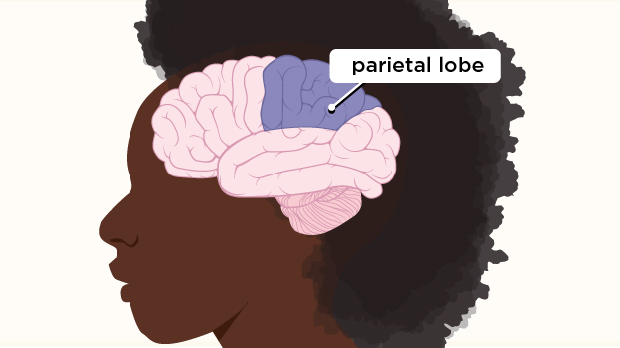 The parietal lobe, located behind the frontal lobe, processes information about touch, taste, and temperature.
