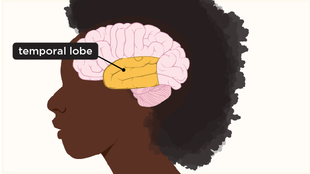 The temporal lobe, found near the ears, lets us understand sounds and language, allows us to recognize objects and faces, and helps us create memories.