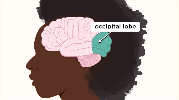 The occipital lobe, in the rear of the brain, processes light and other visual information from the eyes, and allows us to know what we are seeing.