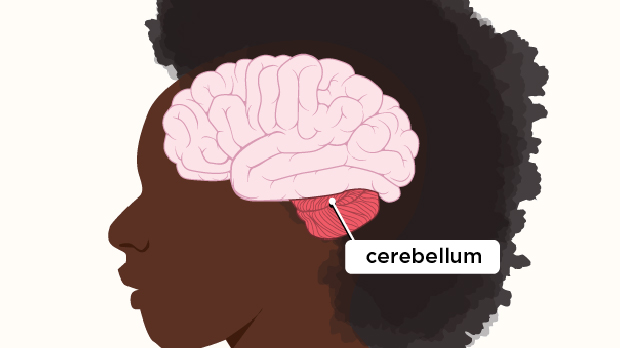 The cerebellum helps coordinate and fine‑tune movement and balance.