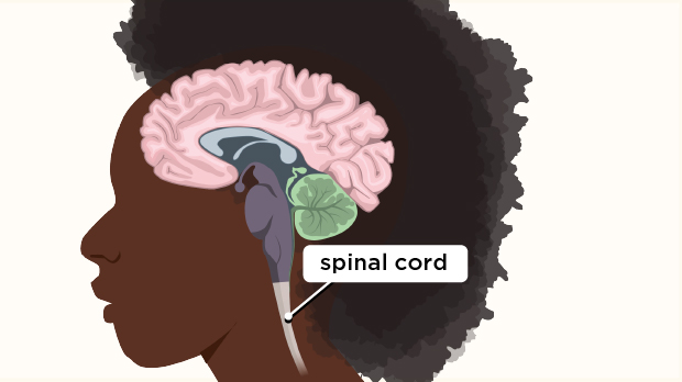 This portion of the central nervous system runs down the inside of the spinal column, connecting the brain with nerves going to the rest of the body.