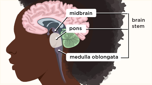The pons relays messages from the cerebrum to the cerebellum and spinal cord, and helps control movement of the face.