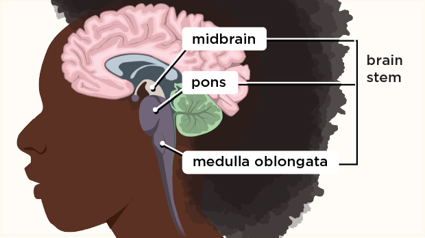 The midbrain helps control eye movements, and allows the brain to communicate with the rest of the nervous system.