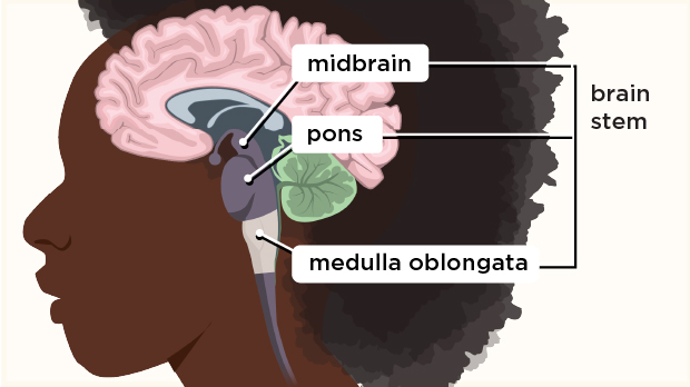This portion of the brain stem is located just above the spinal cord. It regulates vital functions, such as heartbeat and breathing.