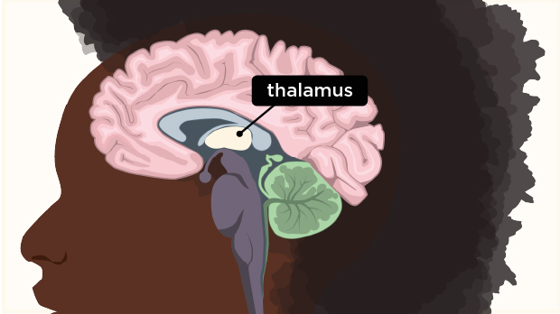 Located in the central part of the brain, the thalamus receives sensory messages, such as touch, from the body, and sends the messages to the appropriate part of the brain to be interpreted.