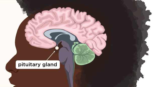 This tiny gland produces hormones involved in regulating growth, puberty, metabolism, water and mineral balance, the body's response to stress, and more.