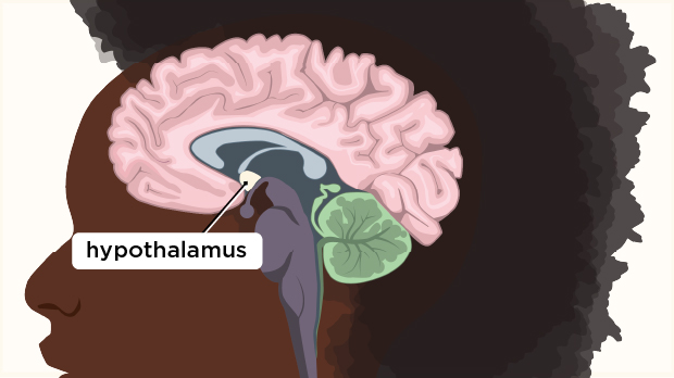 The hypothalamus regulates functions like thirst, appetite, and sleep patterns. It also regulates the release of hormones from the pituitary gland.