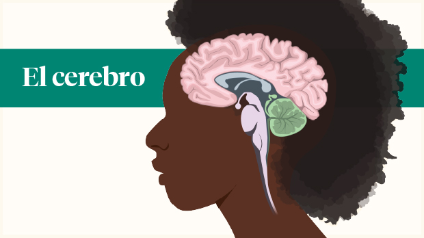 Cerebro (encefalo)