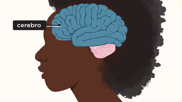 Es la porción más grande del encéfalo y está formada por dos hemisferios (o mitades). El cerebro controla los movimientos voluntarios, el habla, la inteligencia, la memoria, las emociones y procesa la información que recibe a través de los sentidos.