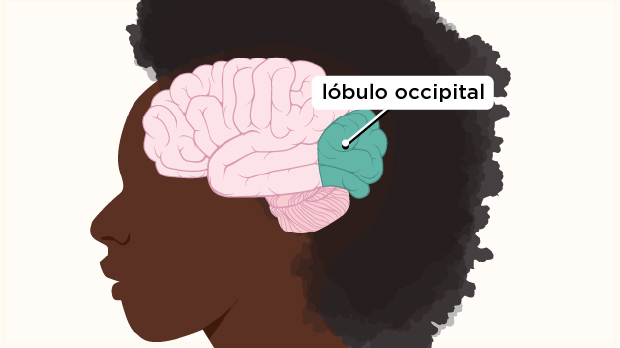 El lóbulo occipital, ubicado en la parte posterior del cerebro, procesa la luz y otra información visual que recibe de los ojos.