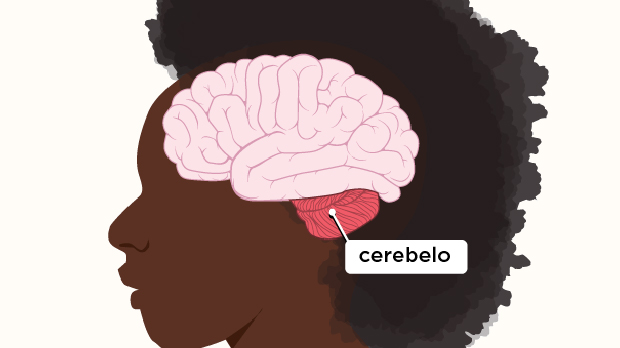 El cerebelo ayuda a coordinar los movimientos y a ajustar la motricidad fina y el equilibrio.