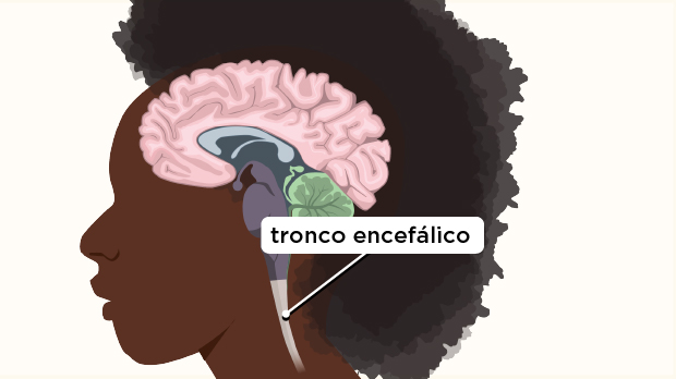 Esta parte del sistema nervioso central se encuentra en el interior y a lo largo de la columna vertebral. Conecta el cerebro con los nervios que llegan al resto del cuerpo.