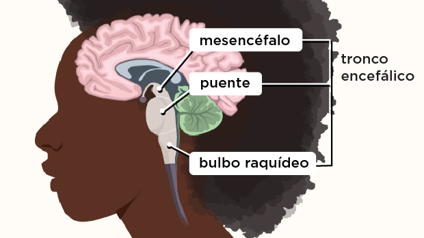 El tronco encefálico se ubica en la base del cerebro y se conecta con la médula espinal. Está conformado por el mesencéfalo, la protuberancia y el bulbo raquídeo.