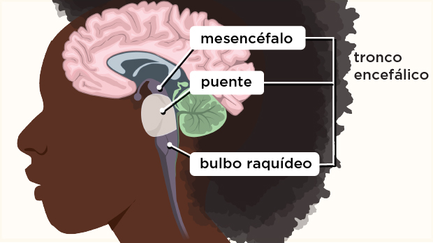 La protuberancia transmite mensajes desde el cerebro hacia el cerebelo y la médula espinal.