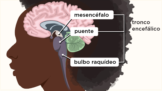 El mesencéfalo actúa como un conmutador complejo que permite que el cerebro se comunique con el resto del sistema nervioso.