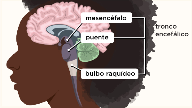 Esta parte del tronco encefálico está ubicada justo por encima de la médula espinal. Regula funciones vitales, como el latido del corazón y la respiración.