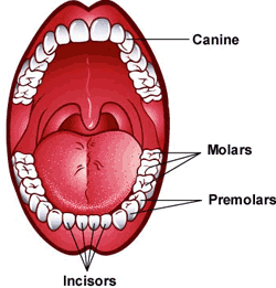 Mouth Illustration
