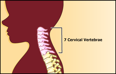 cervical_Spine cervical_Spine