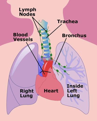 chest_anatomy