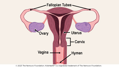 The female reproductive system includes the Fallopian tubes, uterus, cervix, hymen, ovaries, and vagina.