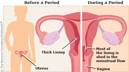 menstruation illustration