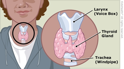 A view of the thyroid, a gland below the skin and muscles at the front of the neck, as described in the article.