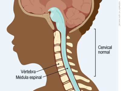 Illustration: Normal Cervical Spine
