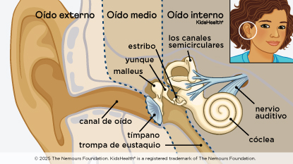 Ilustración del oído que muestra el tímpano. La timpanoplastia es una cirugía para reparar una perforación en el tímpano, de la manera que se describe en el artículo.