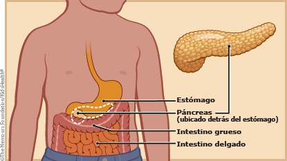 Se muestra el páncreas (ubicado detrás del estómago), el intestino grueso y el intestino delgado.